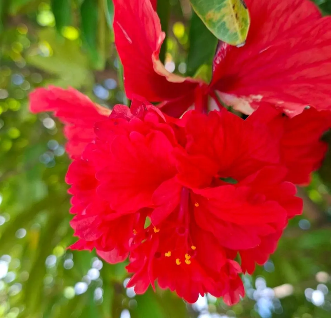 Holiday home Le Havre Du Voyageur - Hibiscus Villa Le Moule Guadeloupe
